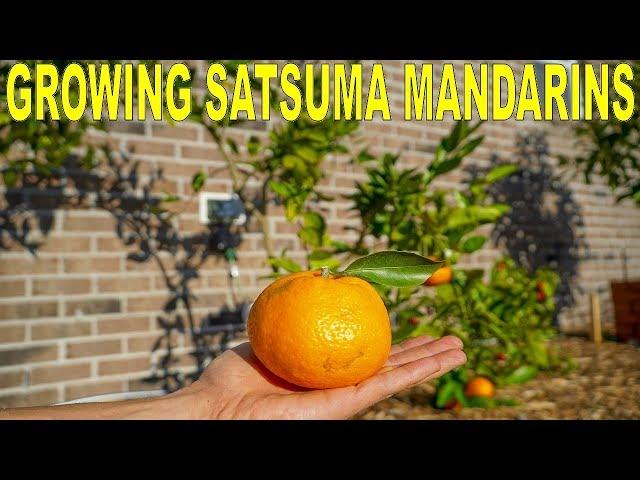 Satsuma Mandarin Growing Guide | Owari Satsuma Cold Hardy Citrus Tree