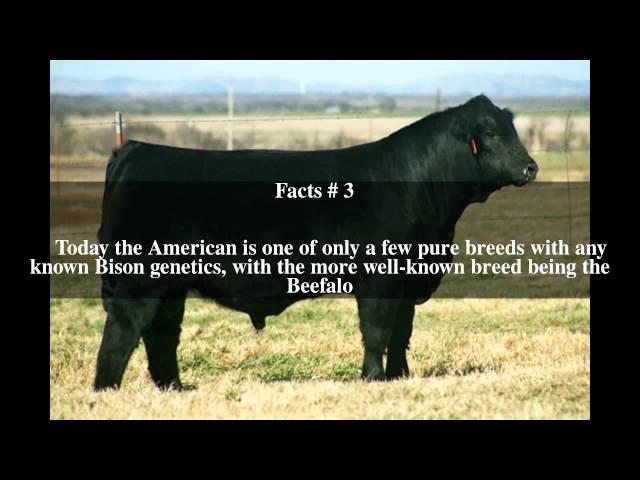 American cattle Top # 5 Facts