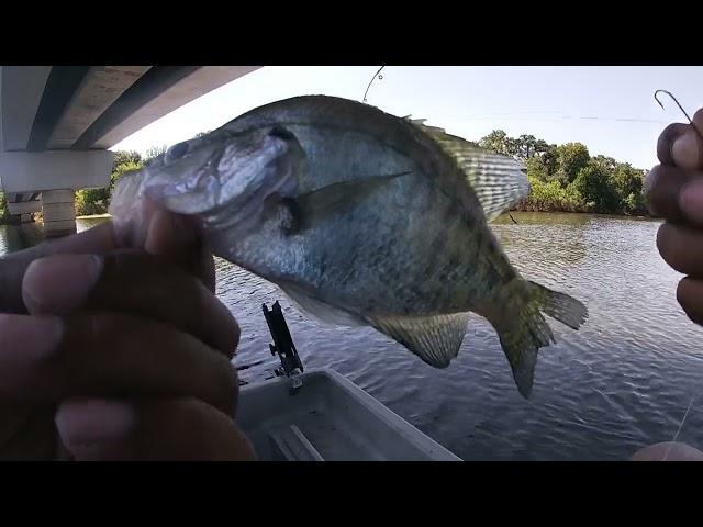 Nonstop Crappie Action The Day Was Great!