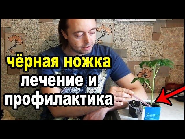 Чёрная ножка на рассаде. Лечение и профилактика.