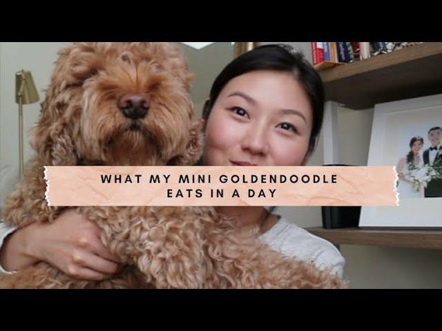 What My Mini Goldendoodle (Dog) Eats In A Day