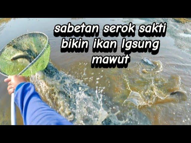 berburu ikan di tambak Oso waru Sidoarjo