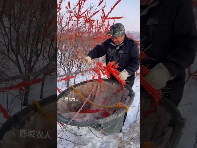 #Seabuckthorn #My hometown has specialties #It's another harvest season #seabuckthorn #2