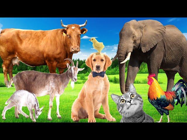 Sounds of wildlife animals, familiar animals: cats, dogs, horses, Elephants, cows,  - Part 1