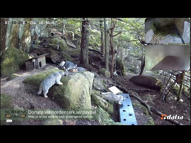 Pallas cat enrichment box and ball