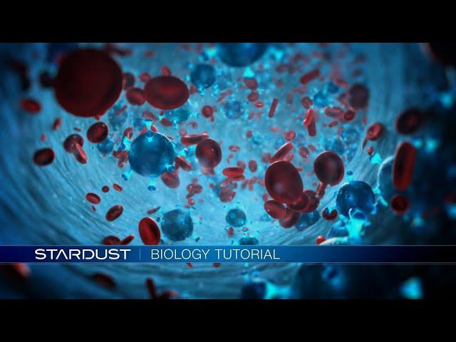 Stardust Biology After Effects Tutorial