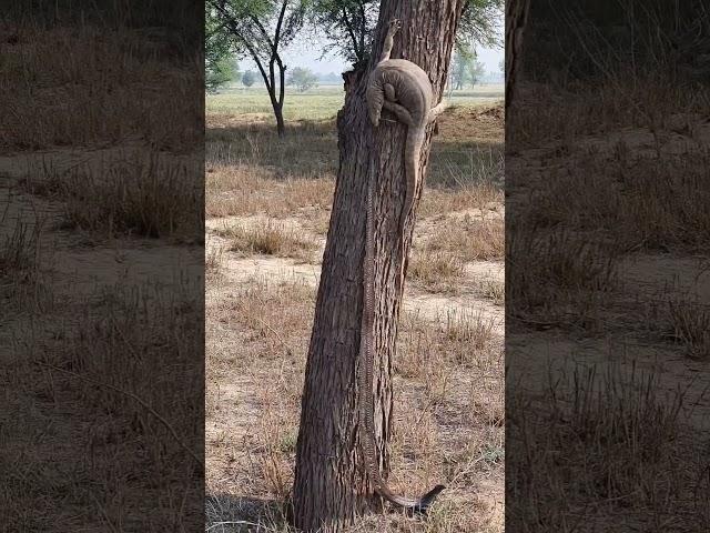 Monitor Lizard climbed on tree after bitting the Black Cobra Snake#lizard #cobra#snake#snakebite