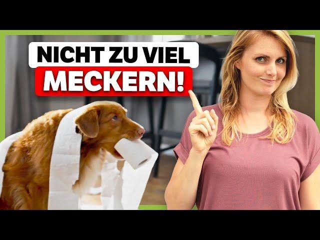 Hund RICHTIG korrigieren: So geht’s!