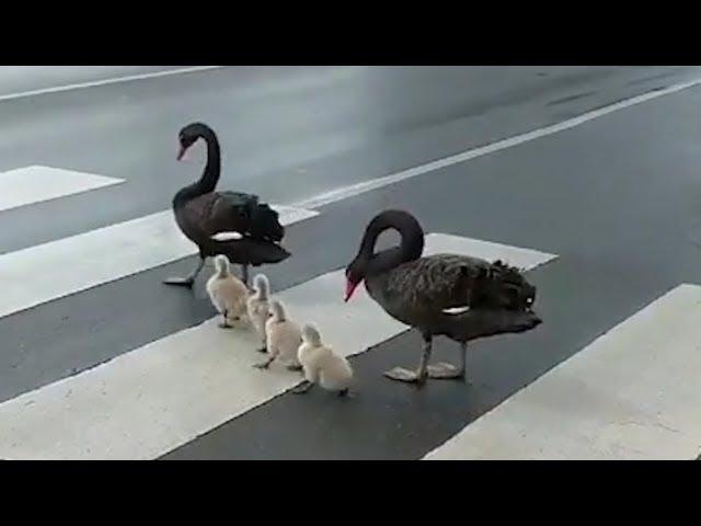 Swan family always uses the pedestrian crossing