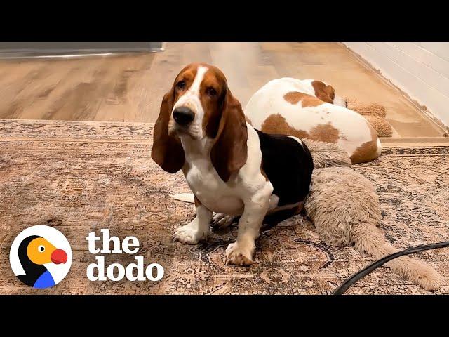 Fearful Basset Hound Finally Initiates Play With Mom And... | The Dodo