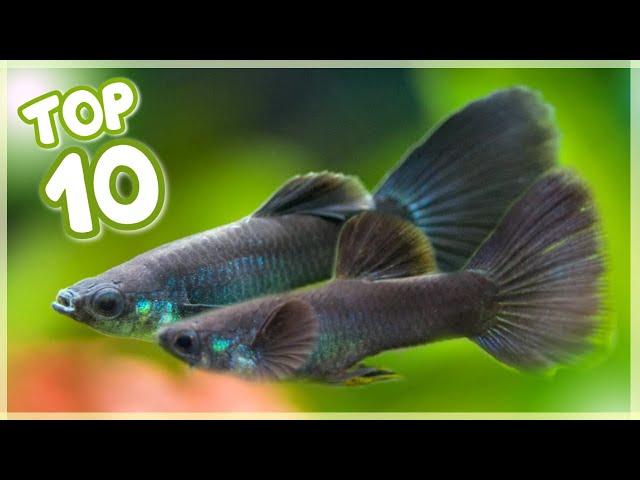 Top 10 Most Famous Guppy Fish in the World