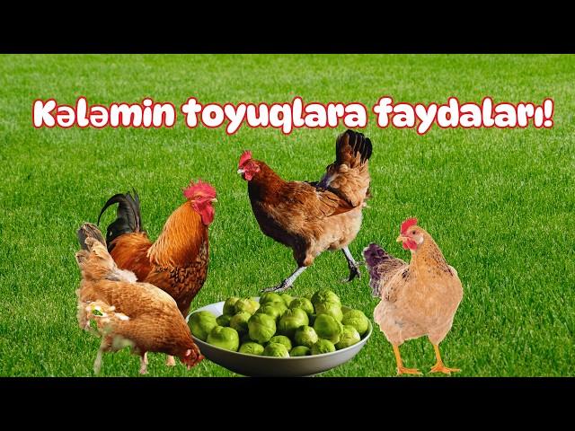 Toyuqlara qışda kələm verməyin faydaları