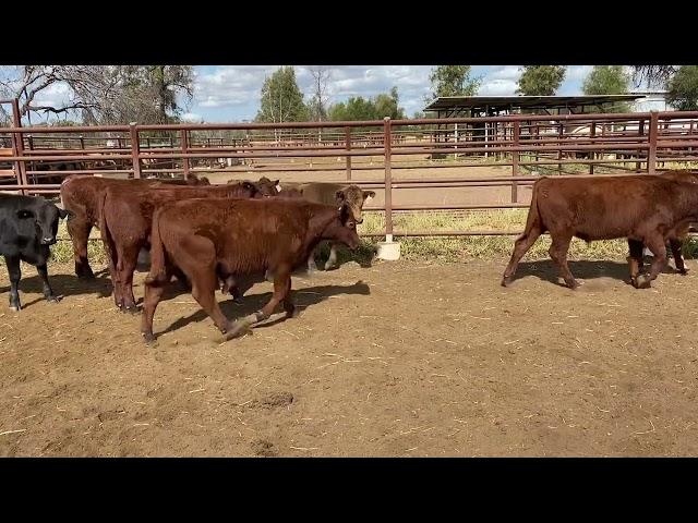 Penfold Pastoral younger steers 261kg. 24/5/24