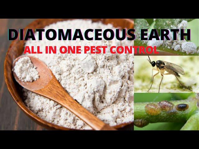 Magic Pest Control for houseplants and garden - Organic