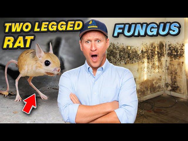 Rats and Fungus DESTROYED These Buildings – You Won’t Believe the Damage!