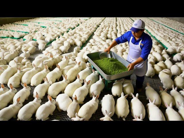 How Chinese Farmers Raise Millions of Rabbits for Meat