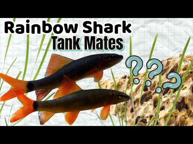 Top 15 Tank Mates for Rainbow Sharks – No More Aggression!