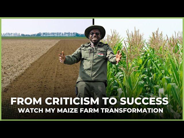 From Criticism to Success: Witness the Spectacular Transformation of My Hand-Planted Maize Farm