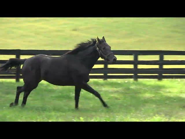 A Racehorse on Vacation