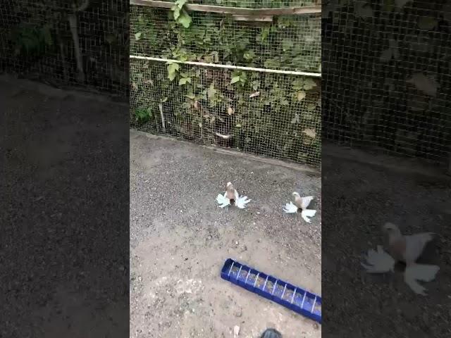 Голуби Алматы. Видео 11
