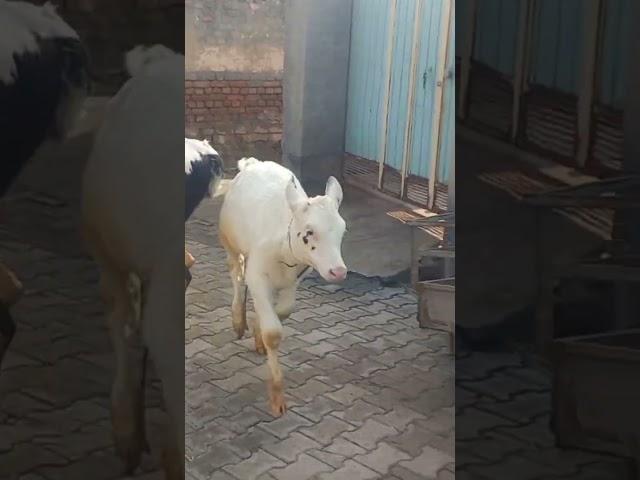 Milky running ‍️ #cow #calf #angrez #animals