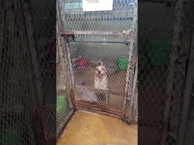 Video of adoptable pet named Juliana