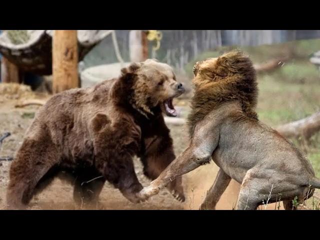 Who Would Win This Battle Lion or Bear????????????