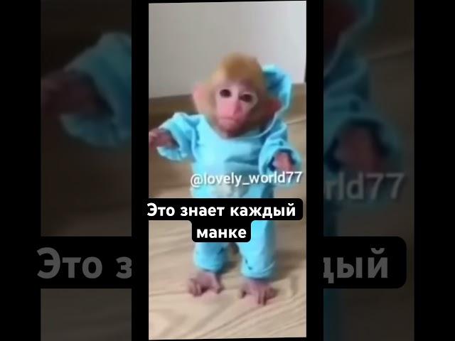 #манки #bibimonkey #обезьяна #пон #monkeyking #бибизяна #monkeybaby