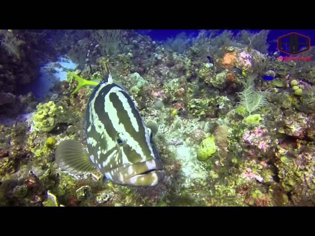 GRAND CAYMAN | SUNSET HOUSE | SCUBA DIVING