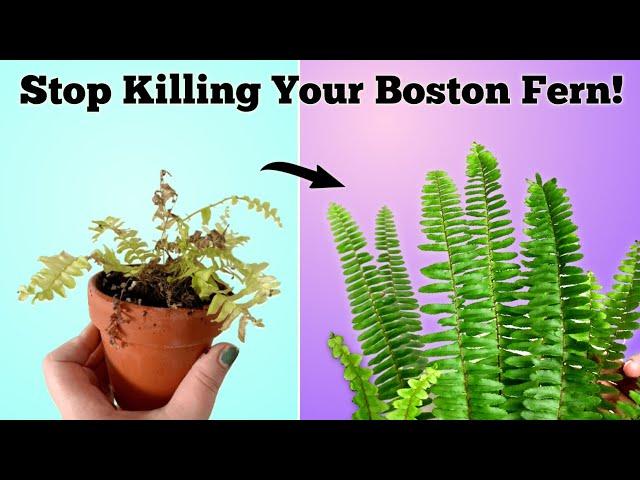 STOP Killing Your Boston Fern // Boston Fern Plant Care