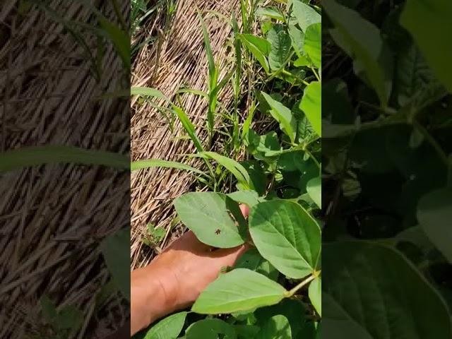 organic no till soy 15.07.2021