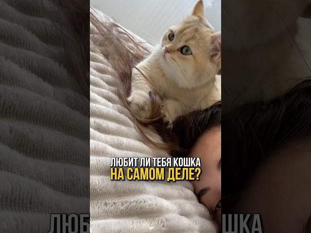Любит ли тебя кошка на самом деле? ️