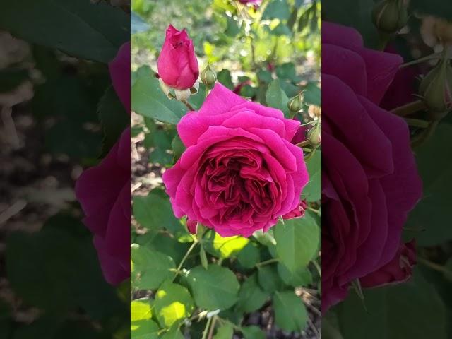 A rose Munstead Wood with beautiful flowers /красиві квіти у троянди Манстед Вуд