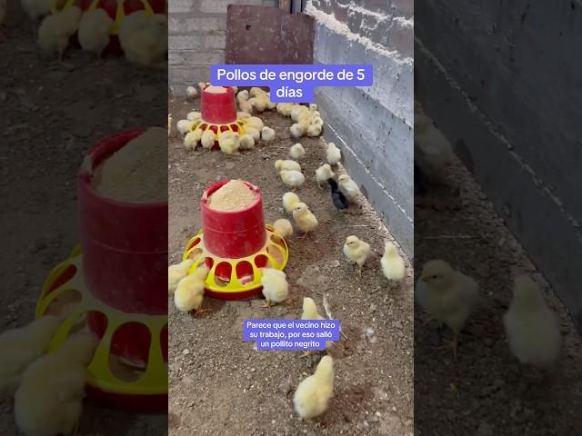 Pollos de engorde de 5 días