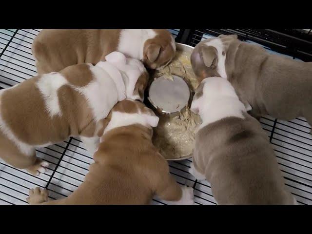 How to feed 5 week old mini English Bulldog Puppies ( Update)