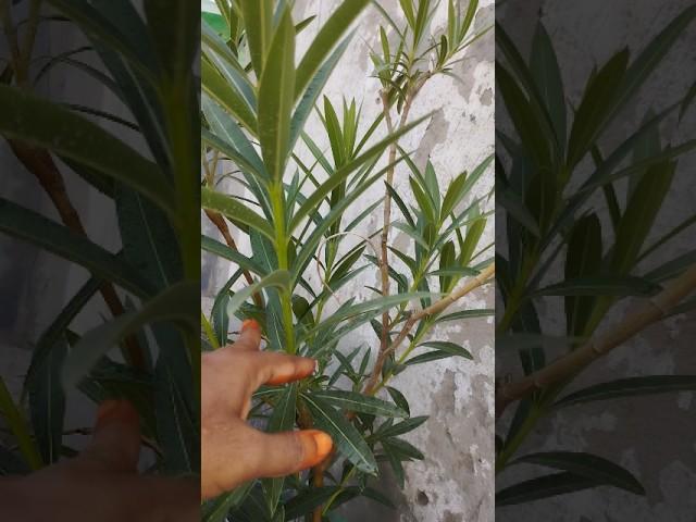 sevaraly#south #gardening #organic #plants #youtubeshorts