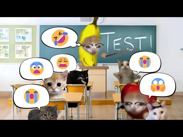 Banana Cat became a teacher[FULL EPISODE]