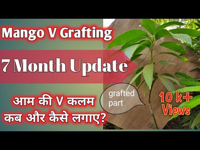 #आम की #कलम कब और कैसे लगाए? | #Mango V #grafting | #gmeriduniya |