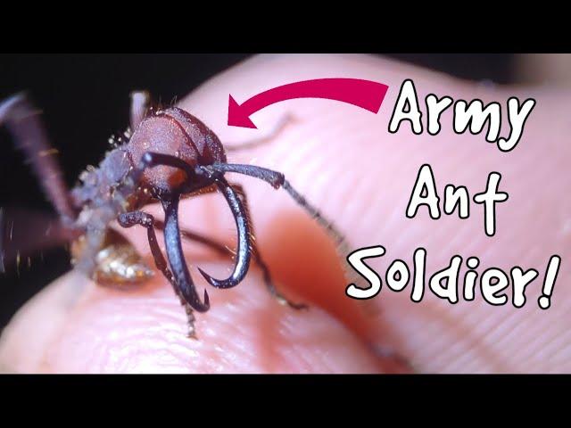 I found AMAZING Army Ants in Costa Rica!