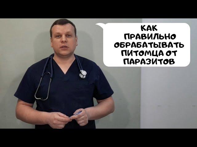 КАК ПРАВИЛЬНО ОБРАБАТЫВАТЬ ПИТОМЦА ОТ НАРУЖНЫХ ПАРАЗИТОВ?