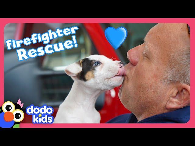 Firefighters Rescue Puppy And Find Him A Home | Dodo Kids | Rescued!