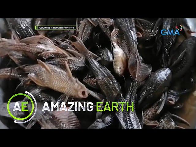 Amazing Earth: Catching and eating janitor fish