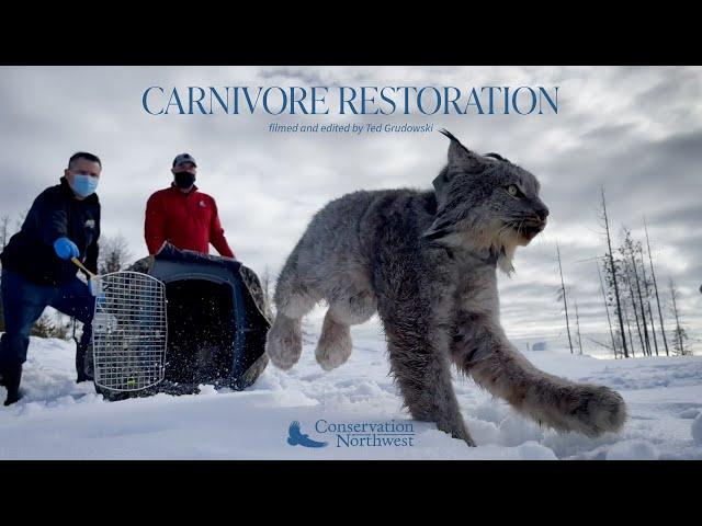 Carnivore Restoration with Conservation Northwest