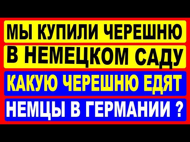 Мы купили черешню в фруктовом саду в Германии.  Какую черешню едят немцы, а какую не едят?