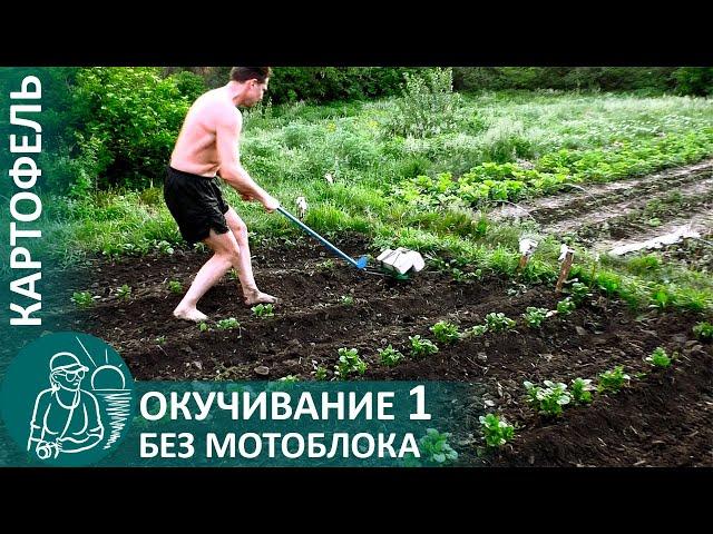  1st Hilling Potatoes Using Gordeev Technology