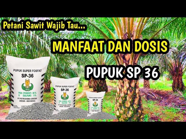 Manfaat dan Dosis Pupuk SP 36 Untuk Kelapa Sawit