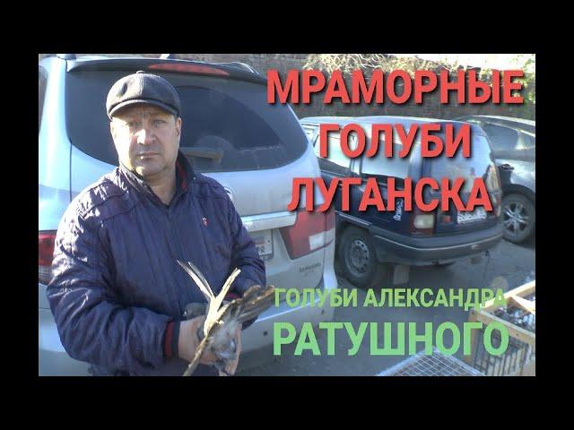 Мраморные голуби Луганска. Общаюсь с Александром Ратушным. Marble pigeons of Lugansk.