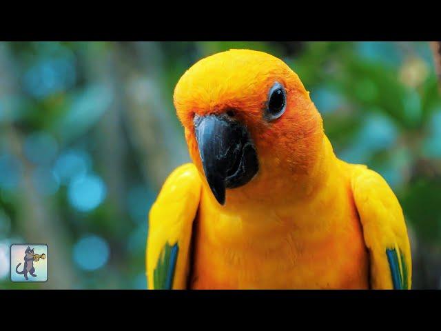 Breathtaking Birds  Amazing Nature Scenery & The Best Relax Music