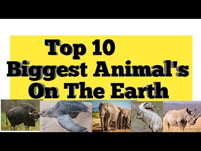 Top 10 Biggest Animal's On Earth And Territory|Top 10 Largest Animal's Of The WorldA2zcountdown