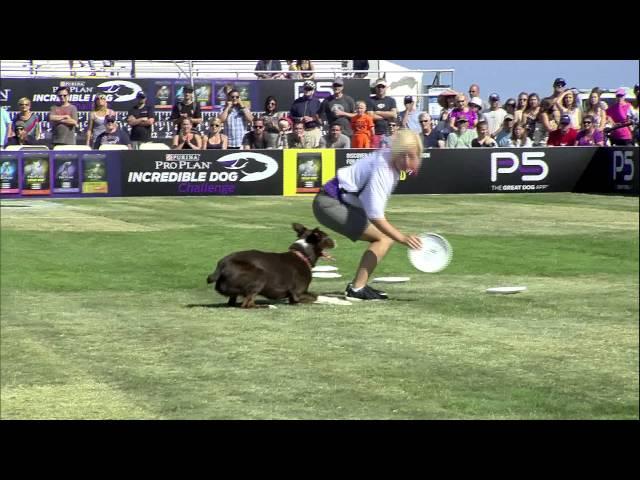 Flying Disc 1st Place - Incredible Dog Challenge 2015 Huntington Beach, CA